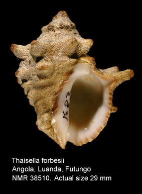 Thaisella forbesii.jpg - Thaisella forbesii(Dunker,1853)